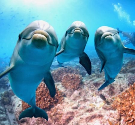 Hurghada Dolphin House, snorkeling, watersports & lunch