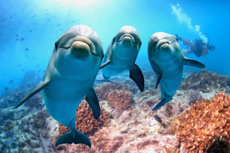 Hurghada Dolphin House, snorkeling, watersports & lunch